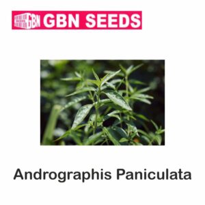 GBN Andrographis paniculata(kalmegh) seeds (1 KG)(pack of 10)