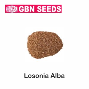 GBN losonia alba (henna) seeds (1 KG)(pack of 10)