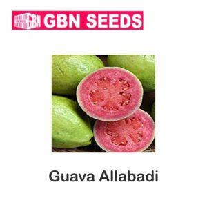 GBN guava allabadi seeds (1 KG)(pack of 10)
